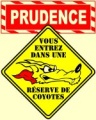 coyote-prudence-web.jpg